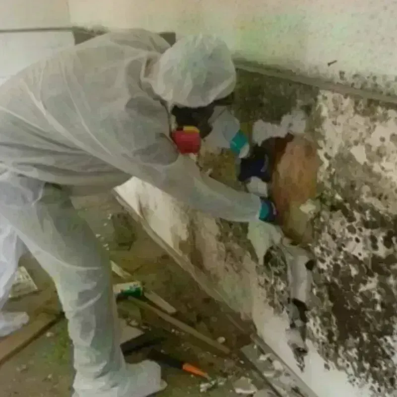 Mold Remediation and Removal in Vincent, AL